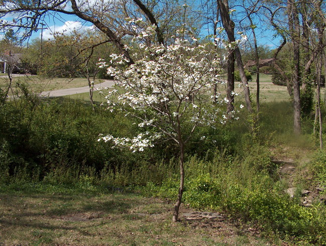 Our dogwood tree in full bloom