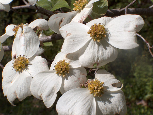 Dogwood blooms close up
