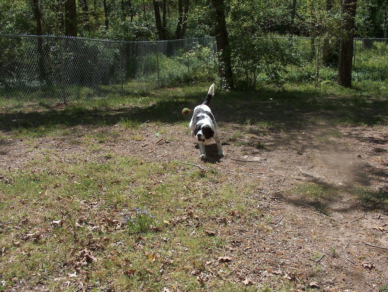 Fetch, Eddie, fetch!