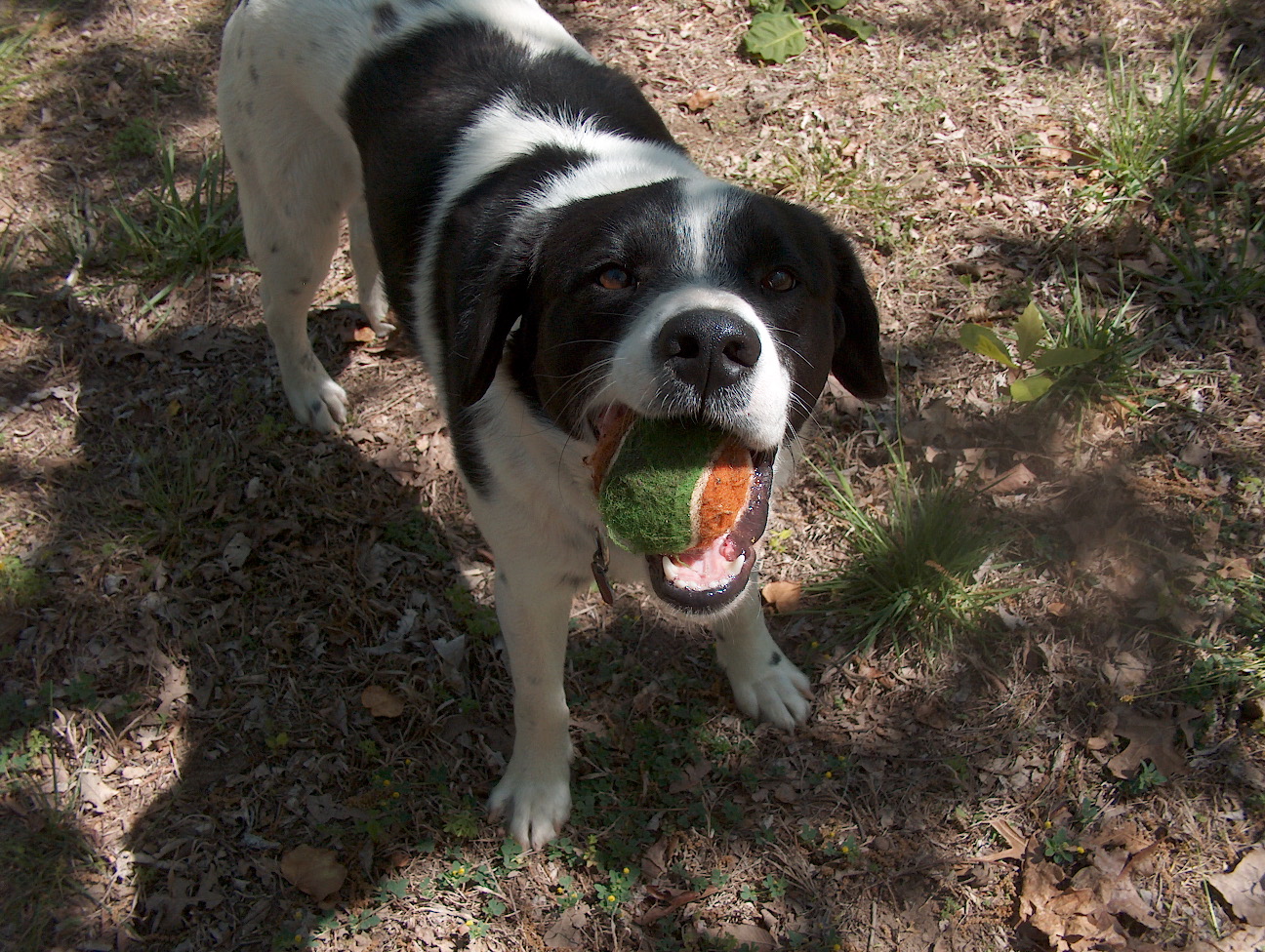 Got it! Good boy!