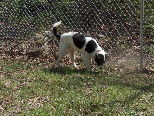 And sniffing around his new fence...