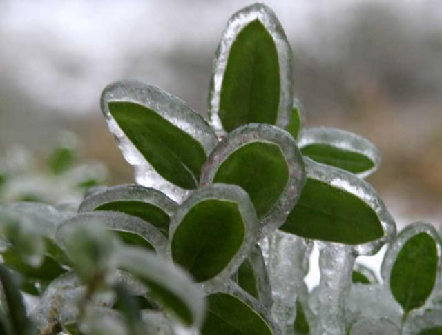 Frozen ~ January 13, 2007