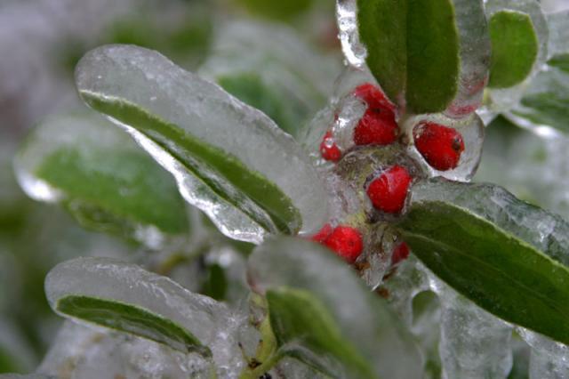 Ice Berries ~ January 13, 2007