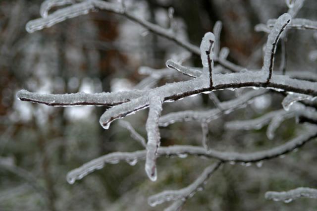 Frosted ~ January 13, 2007