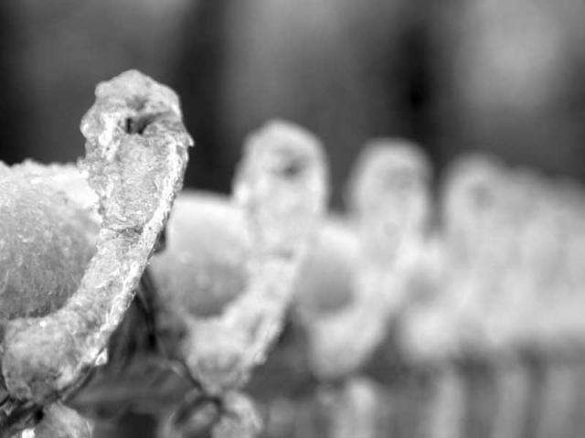 Fence ~ January 14, 2007