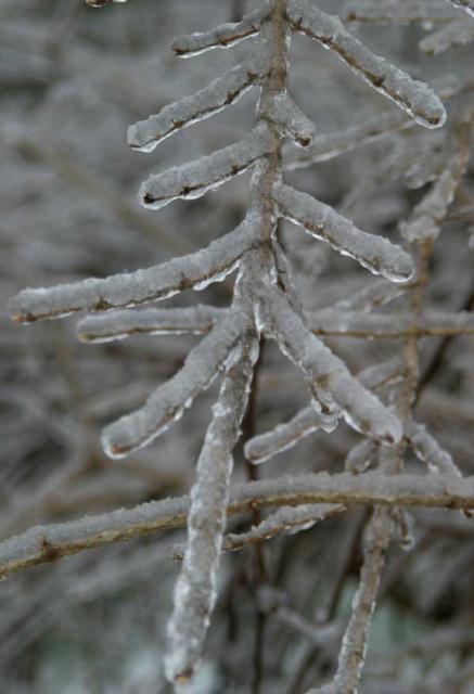 Glazed ~ January 14, 2007