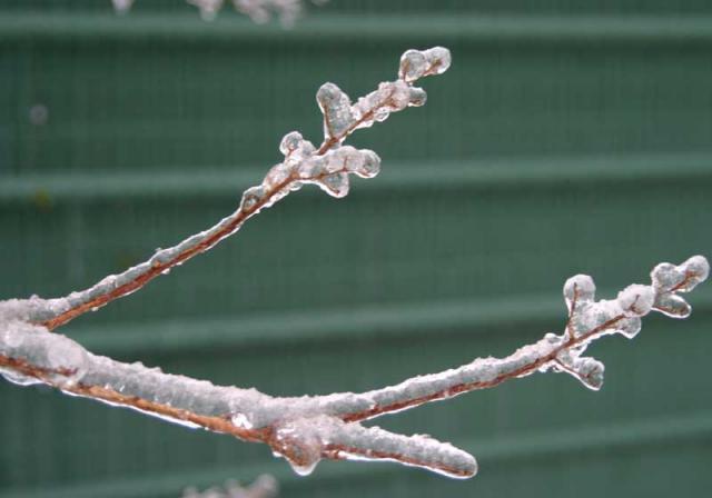 Blanketed ~ January 14, 2007