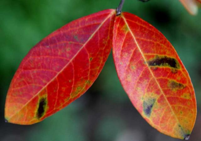 Twins ~ October 26, 2006