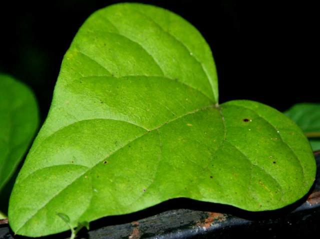 Heart of Green ~ October 26, 2006