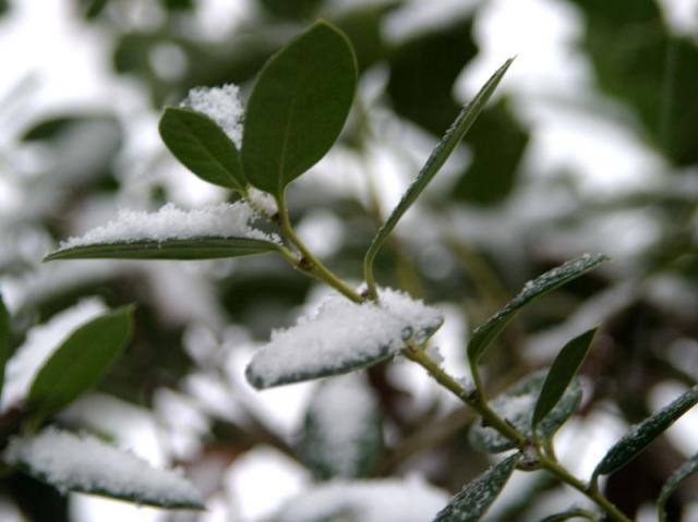 Dusting ~ February 1, 2007