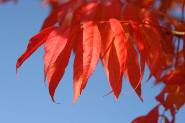 Rubies ~ November 8, 2007