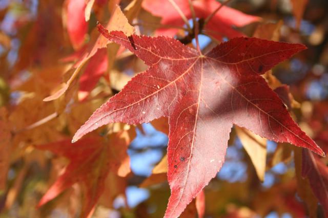 Crimson ~ November 8, 2007