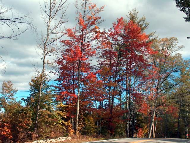 More Pretty Trees