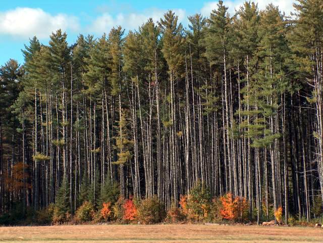 Tall Green Trees
