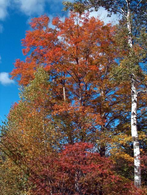 More Pretty Trees