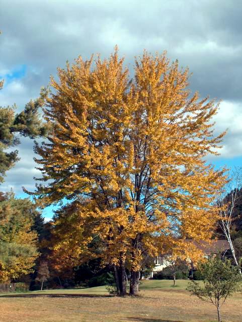 More Pretty Trees