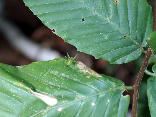 A Teeny Tiny Bug