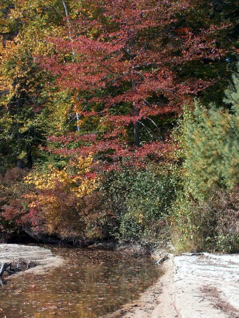 Pretty Trees