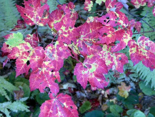Getting Up Close & Personal with the Leaves