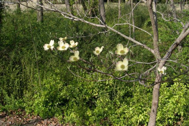 Dogwood blooms