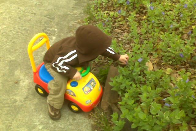 Picking purple flowers