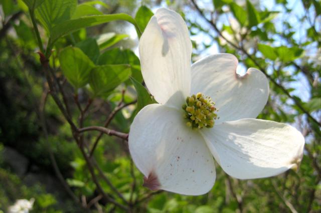 Dogwood blooms, my favorite