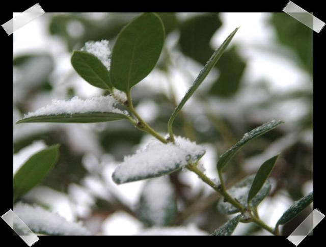 Pic of the Week ~ 2/4/07 (Snow dusting)