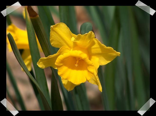 Pic of the Week ~ 4/10/05 (Daffodils)