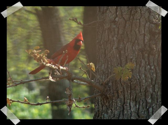 Pic of the Week ~ 5/8/05 (Our Resident Redbird)