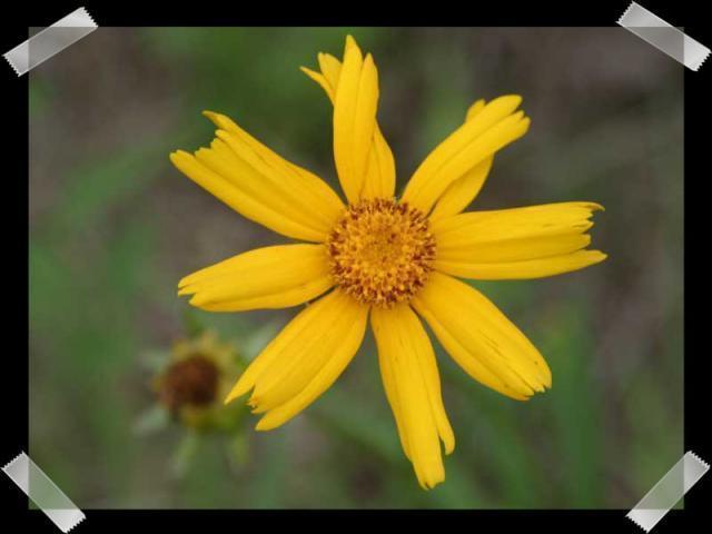 Pic of the Week ~ 7/2/06 (Wildflower)
