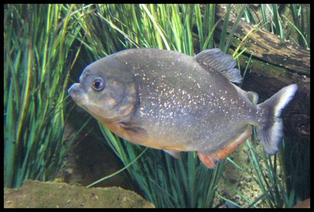 Pic of the Week ~ 8/24/08 (Piranha!)