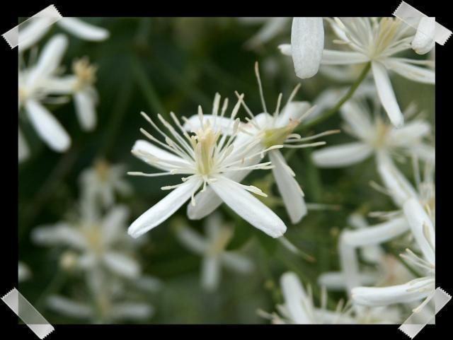 Pic of the Week ~ 8/28/05 (Our mystery flower -- go ahead, take a guess!)