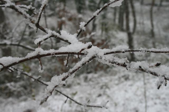 Frosty
