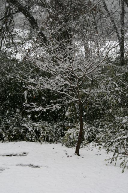 Dogwood