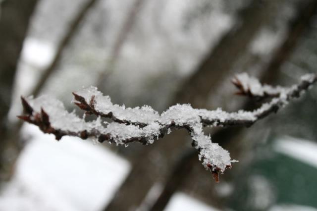 Icy