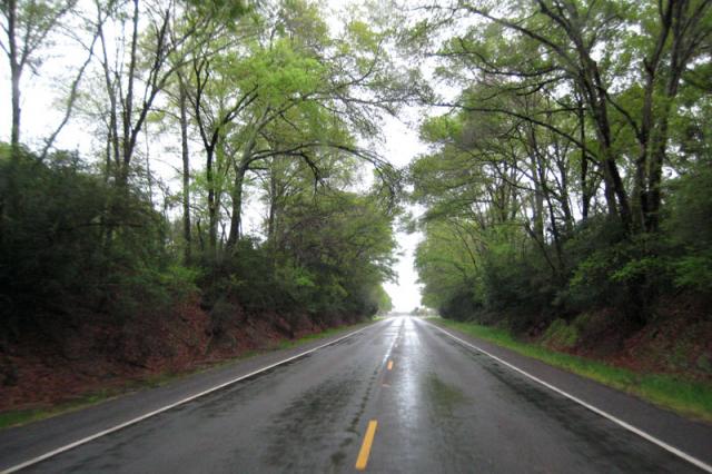 Tree tunnel
