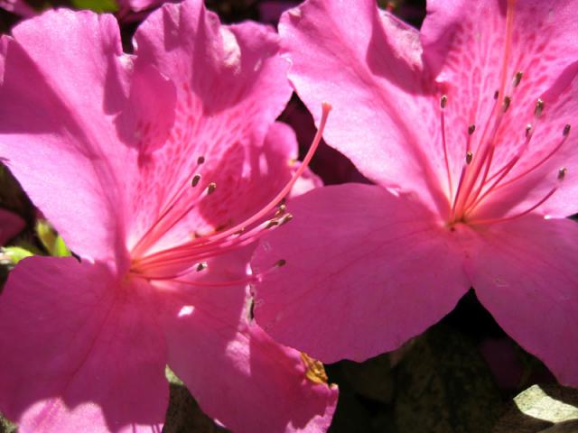 Grandma's gorgeous azaleas