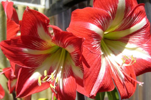 And Earl's beautiful amaryllis (Someone correct me if I'm wrong on the kind of flower)