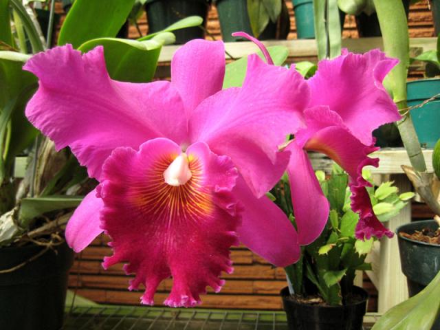 Pretty in purple