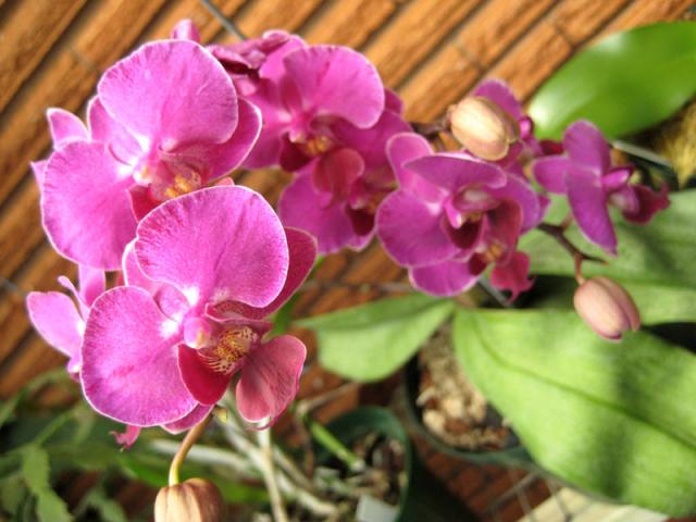 Blooming orchids