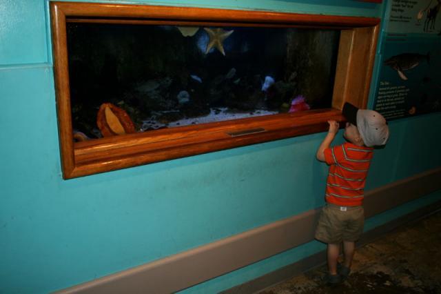 Look, a starfish!