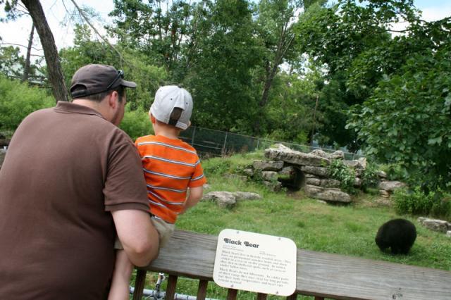 Black bear -- it's the little ball of fur at the bottom right. It was a lot bigger than it looks, though!