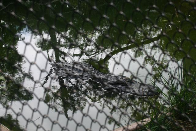 Crocodile!