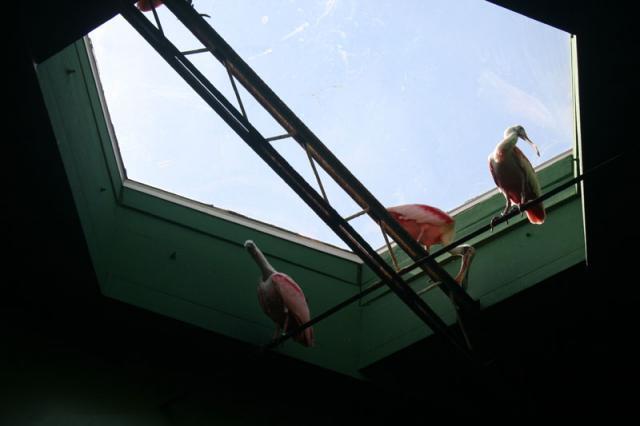 Birds getting some sun