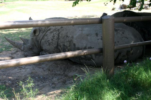 Sleepy rhinos