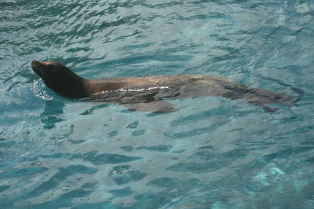 Sea lion going for a swim