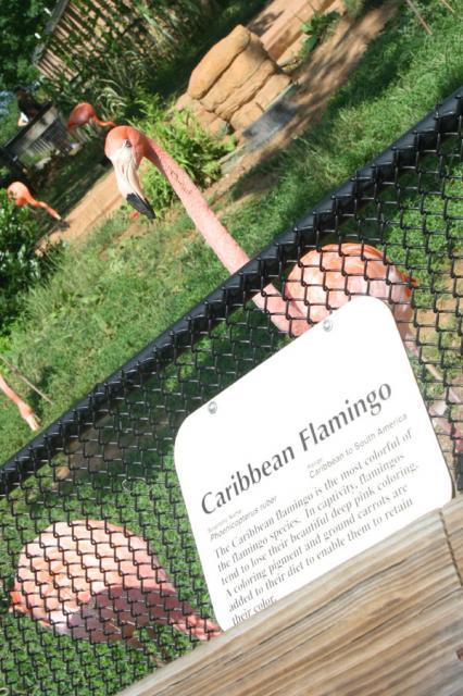 Flamingos!