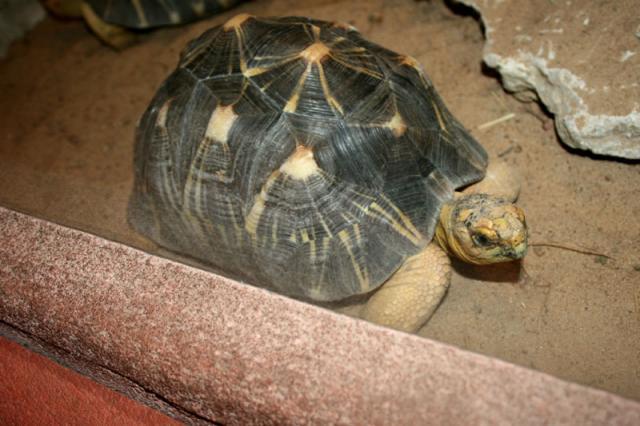 Hello, Mr. Turtle!