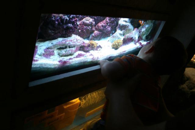 Finding Nemo