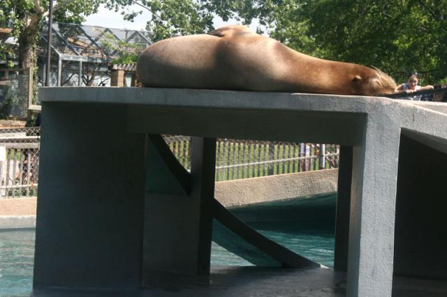 And sea lion napping in the sun